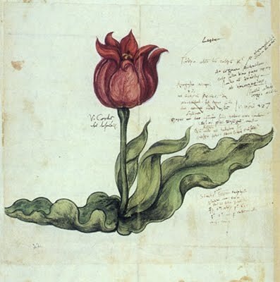 Конрад Геснер, аугсбургский тюльпан, гравюра на дереве по рисунку, 1561