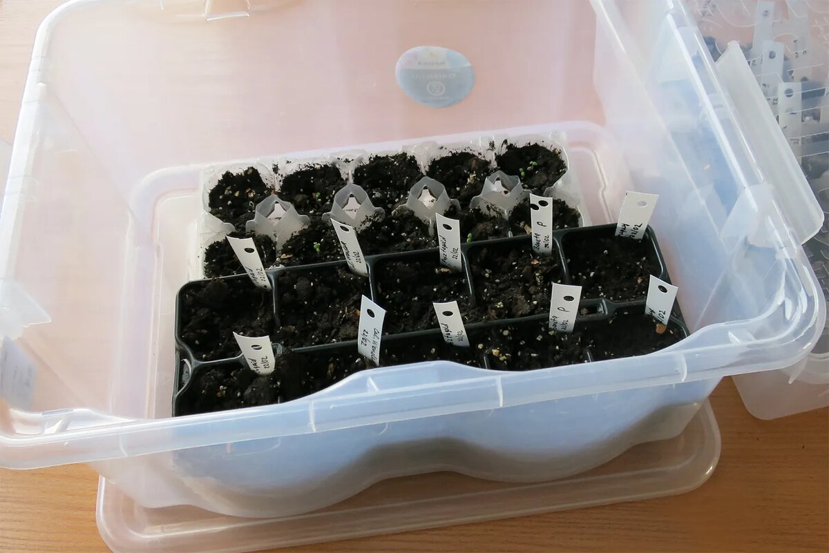 Прозрачные пластиковые контейнеры идеально подходят для проращивания семян