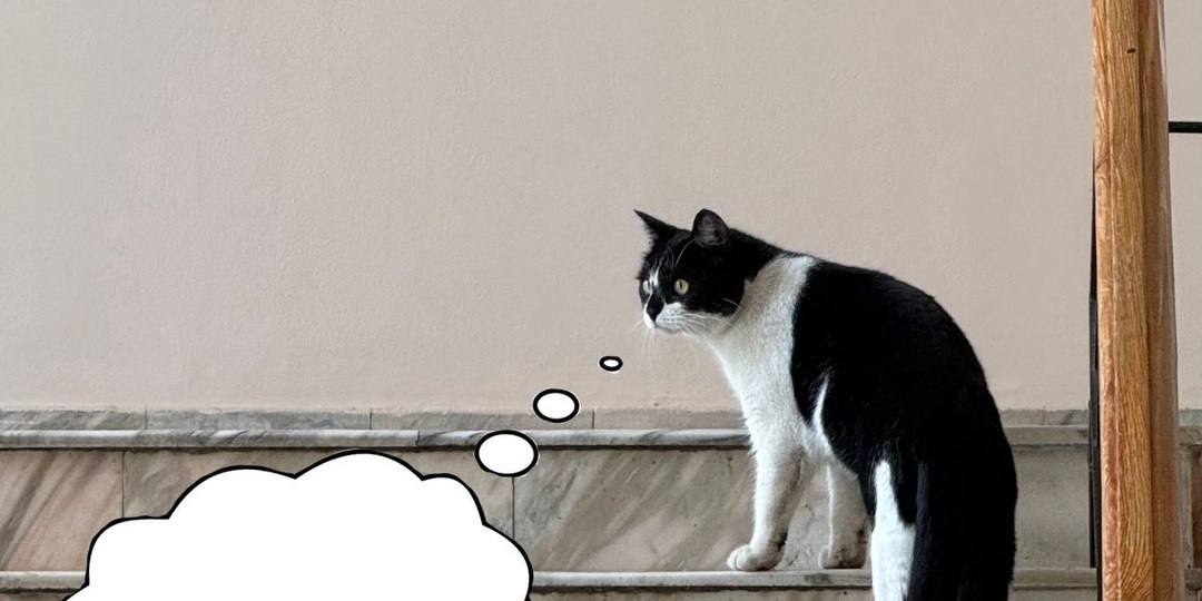 #Наш_кот_учёный проверил расписание, заглянул в сувенирку, прошёлся по библиотеке… А народу – ноль