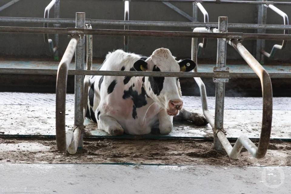    Фото: Дмитрий Рогулин / "Городские вести"