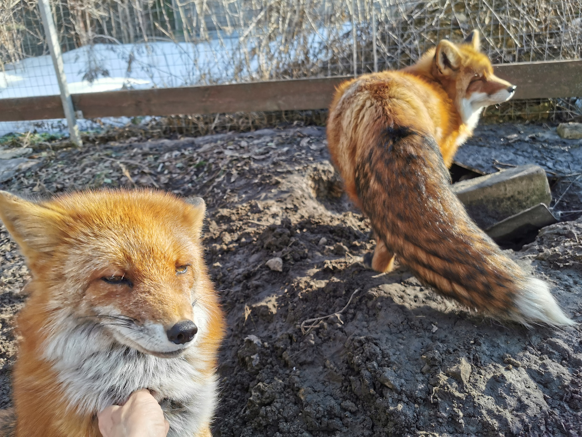 Лиса Василиса и лиса Фокси (справа)