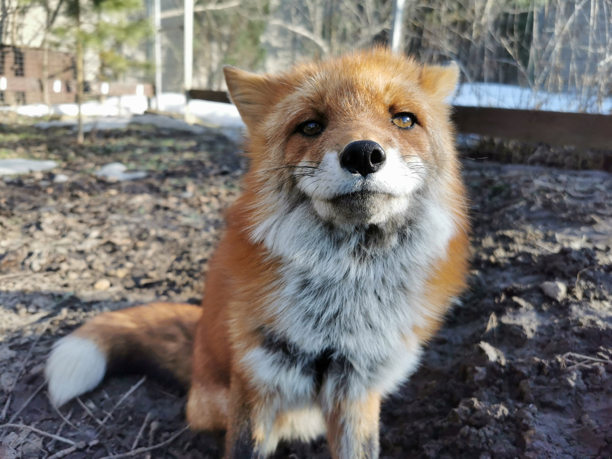 Лиса Василиса