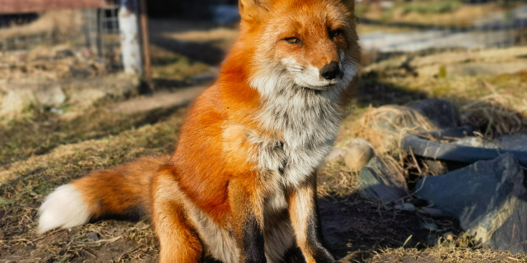 Глупость людей не знает границ. Дневник лисы