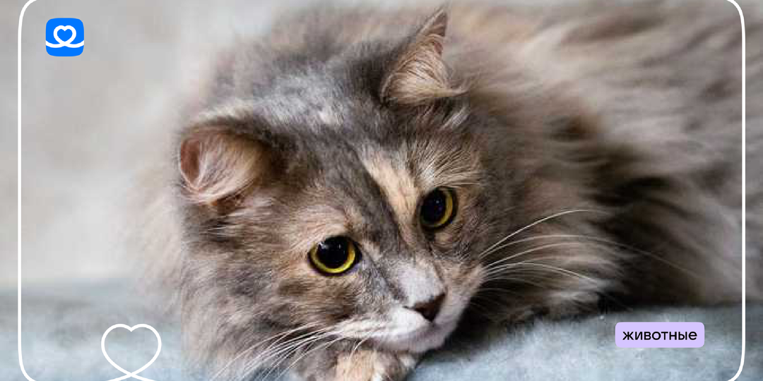 Меньше 14 000 ₽ до завершения сбора: тот самый шанс помочь сотням котиков в приюте