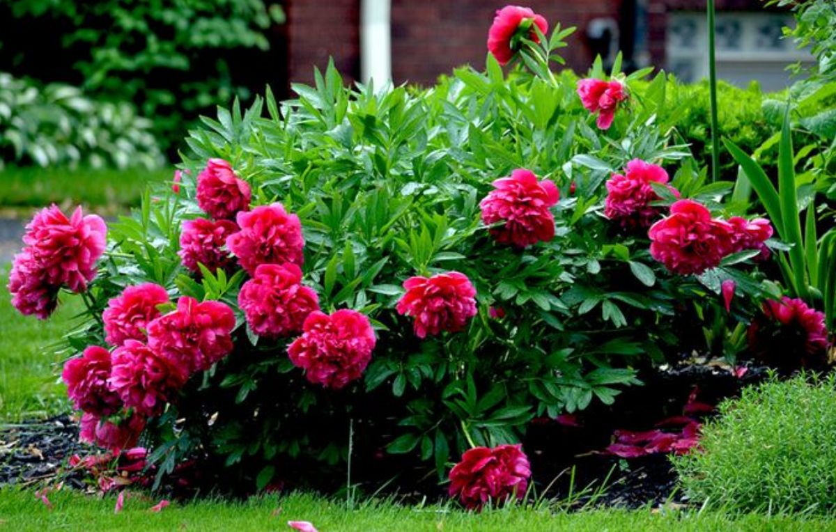 Травянистые пионы. Самые неприхотливые. Они спокойно относятся к полутени, хотя на солнце цветут обильнее.