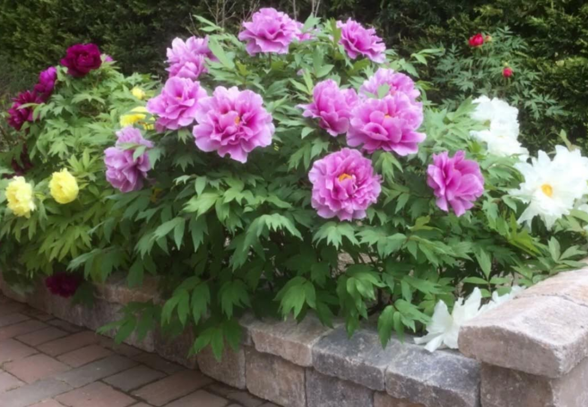 Древесные пионы. Более капризные, могут подмерзать в первые годы. Требуют хорошо освещенного места.