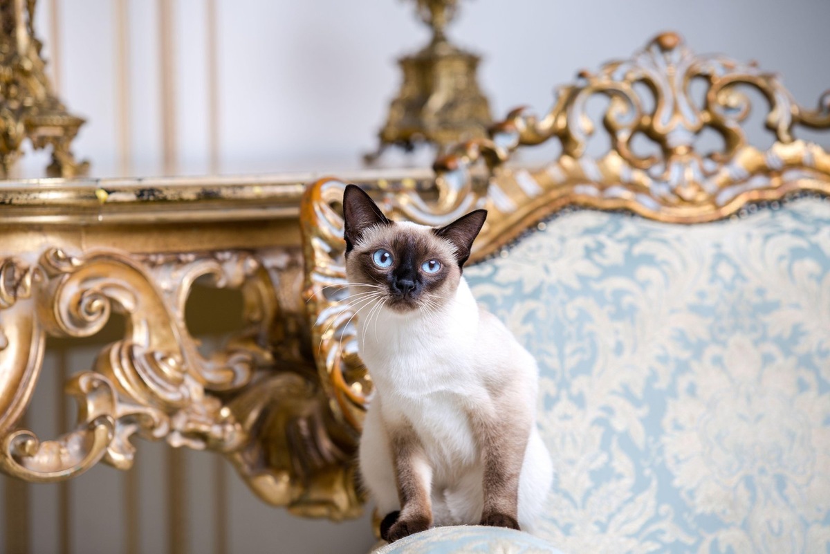    Меконгского бобтейла можно кормить готовым кормом, натуралкой или смешанно