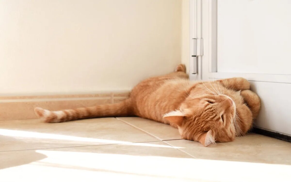    Страж порога: почему кошка охраняет входную дверь и стоит ли из-за этого беспокоиться