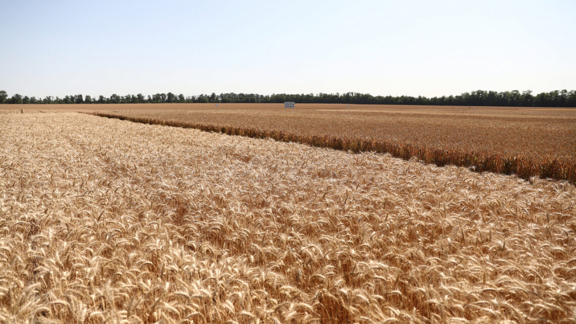    фото: пресс-служба администрации Краснодарского края