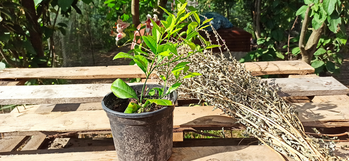 Пепесин, новая любовь в горшке)