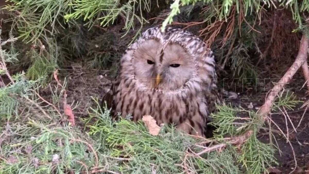    Фото: Московские спасатели (Департамент ГОЧСиПБ) / VK