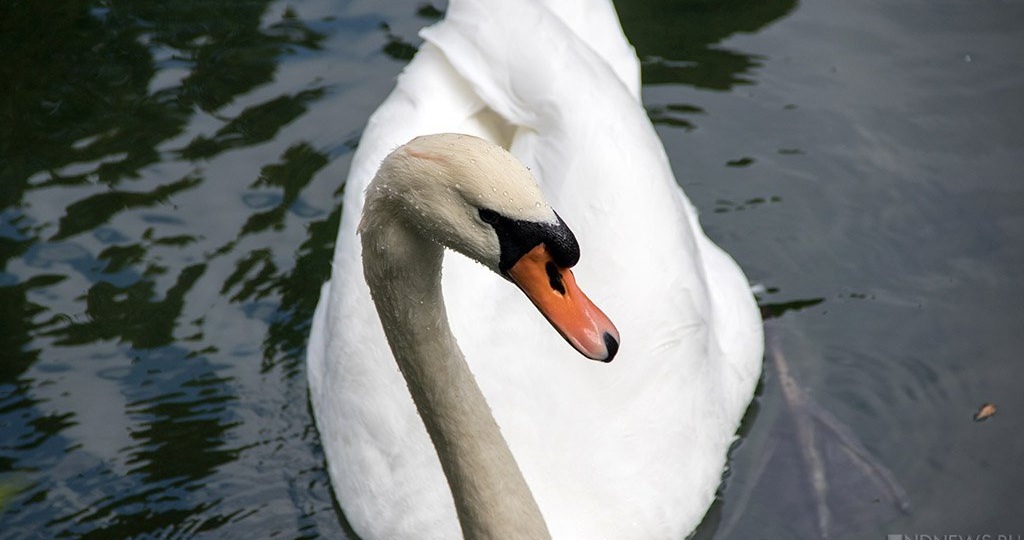На Южный Урал возвращаются перелетные птицы