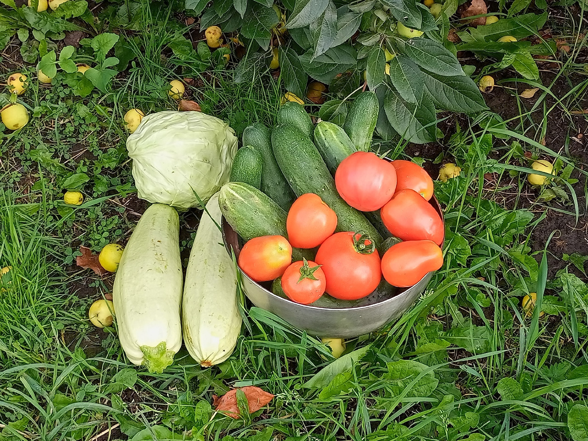 Натюрморт лета 2025