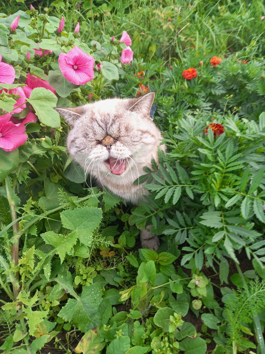 Для заставки