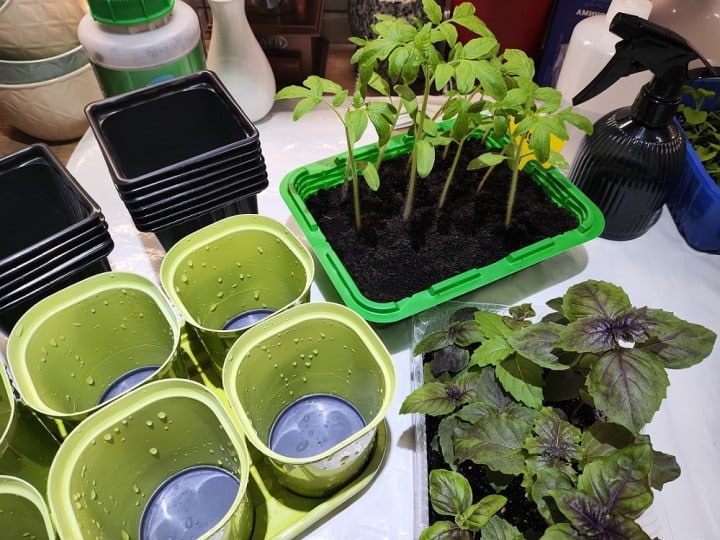 ГОТОВИМ ЕМКОСТИ ДЛЯ РАСПИКИРОВАННОЙ РАССАДЫ