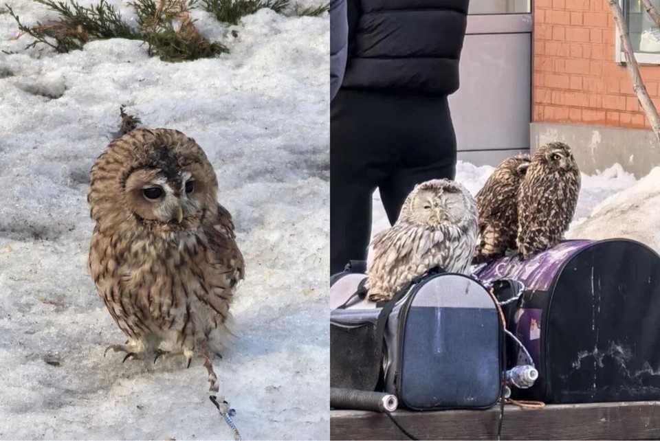    Организатору фотосессии объявлено предостережение Дарья ДОЛИНИНА