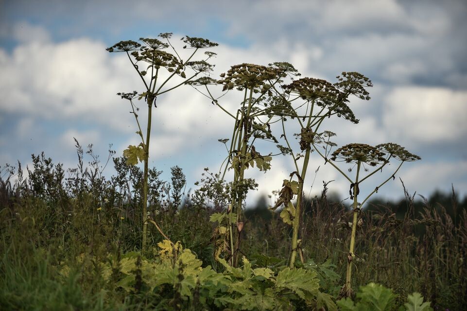    Медиасток.рф