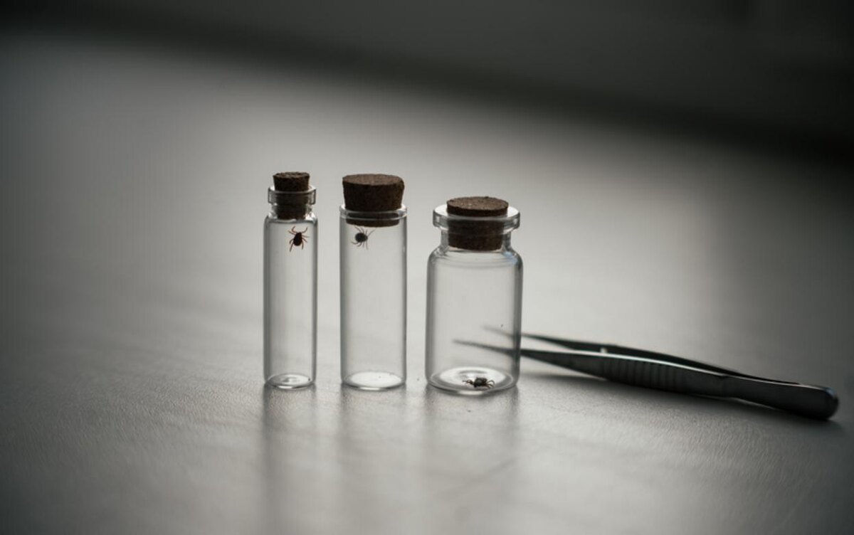    Сезон клещей открыт в России