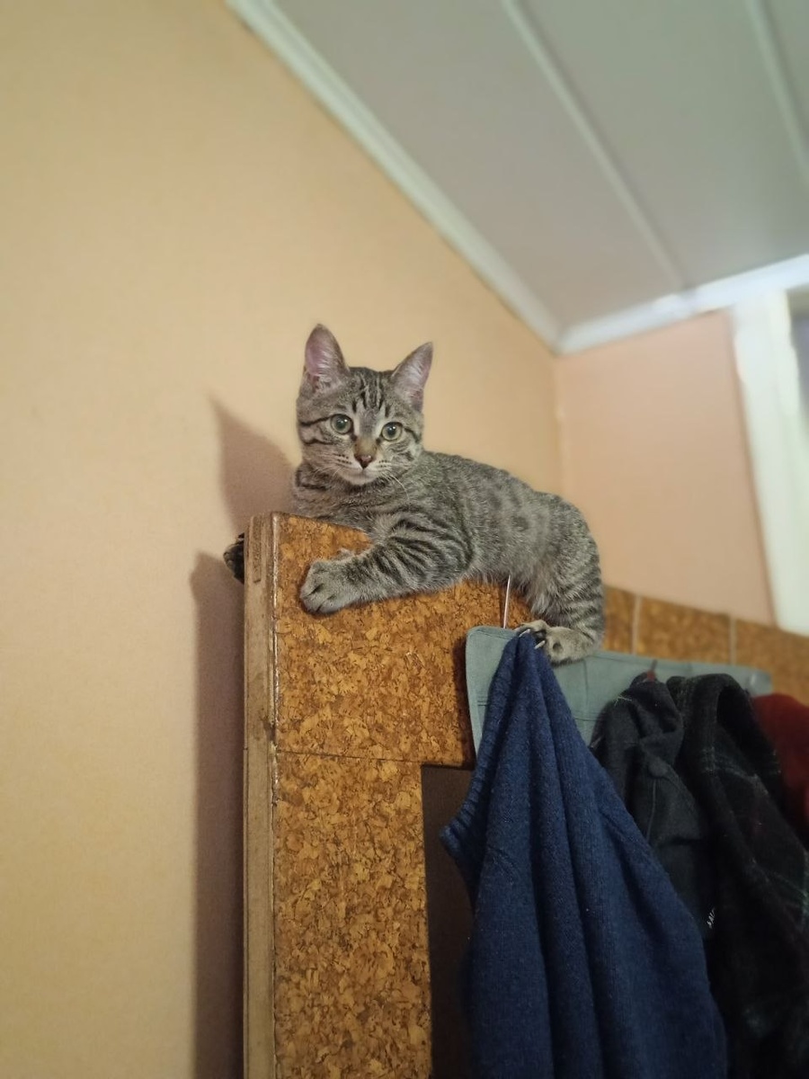 Котик (по паспорту Фантик, а по жизни - Товарищ Котунян) усмехается в усы. Знает, что ни у тех, ни у других ничего не получится.