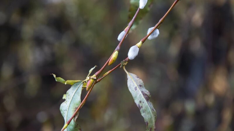     Серебристая верба в Барнауле Анна Зайкова