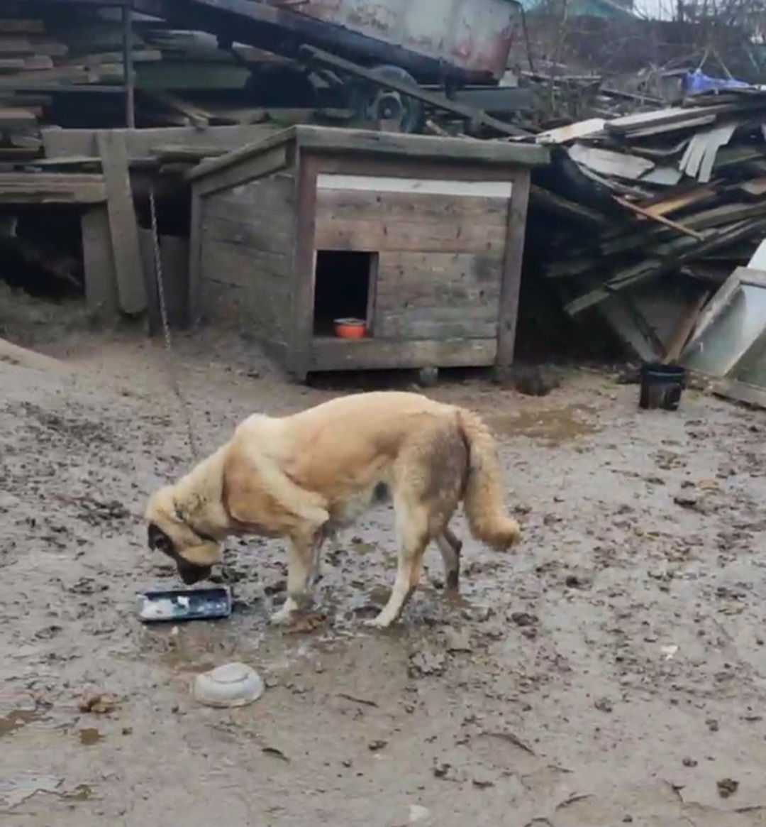 Жизнь Ладушки при хозяине выглядела ТАК...💔