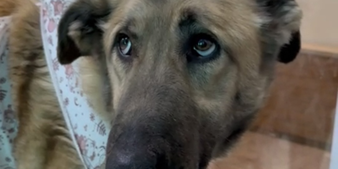 "Простите, что родилась большой" Ладушка, брошенная на цепи, обречена на одиночество?