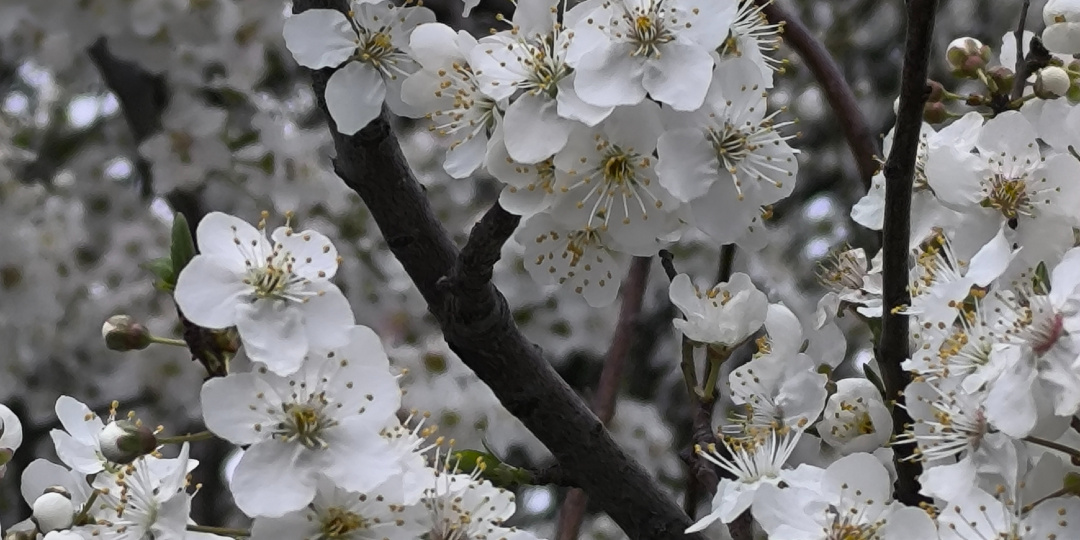 Пятница 27.03.26. Нестандартный завтрак, уработалась до сильной усталости, цветущая Анапа и что сейчас читаю