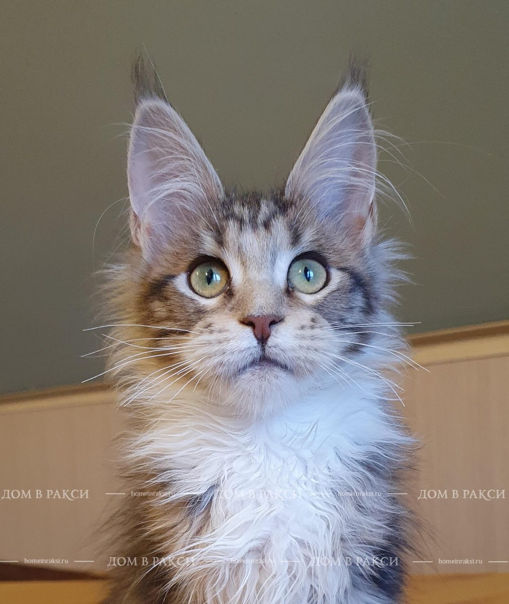 Котенок мейн кун. Питомник дом в ракси