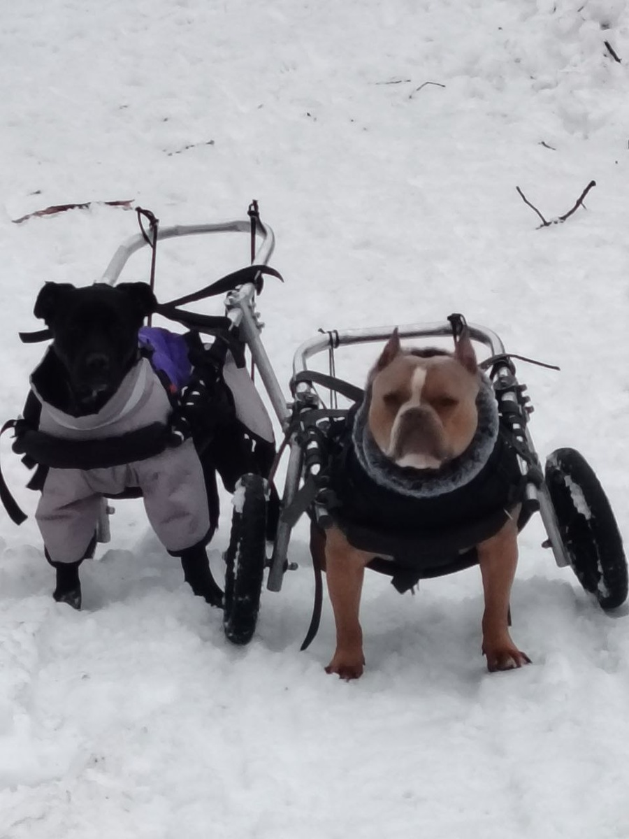 Рокки и Челси, инвалиды по вине людей