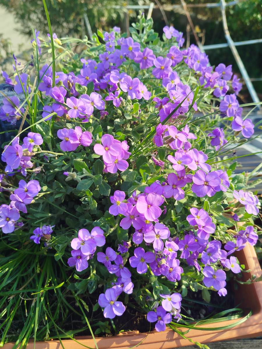 Фото автора. Просто для иллюстрации. Обриета на пике своей декоративности))