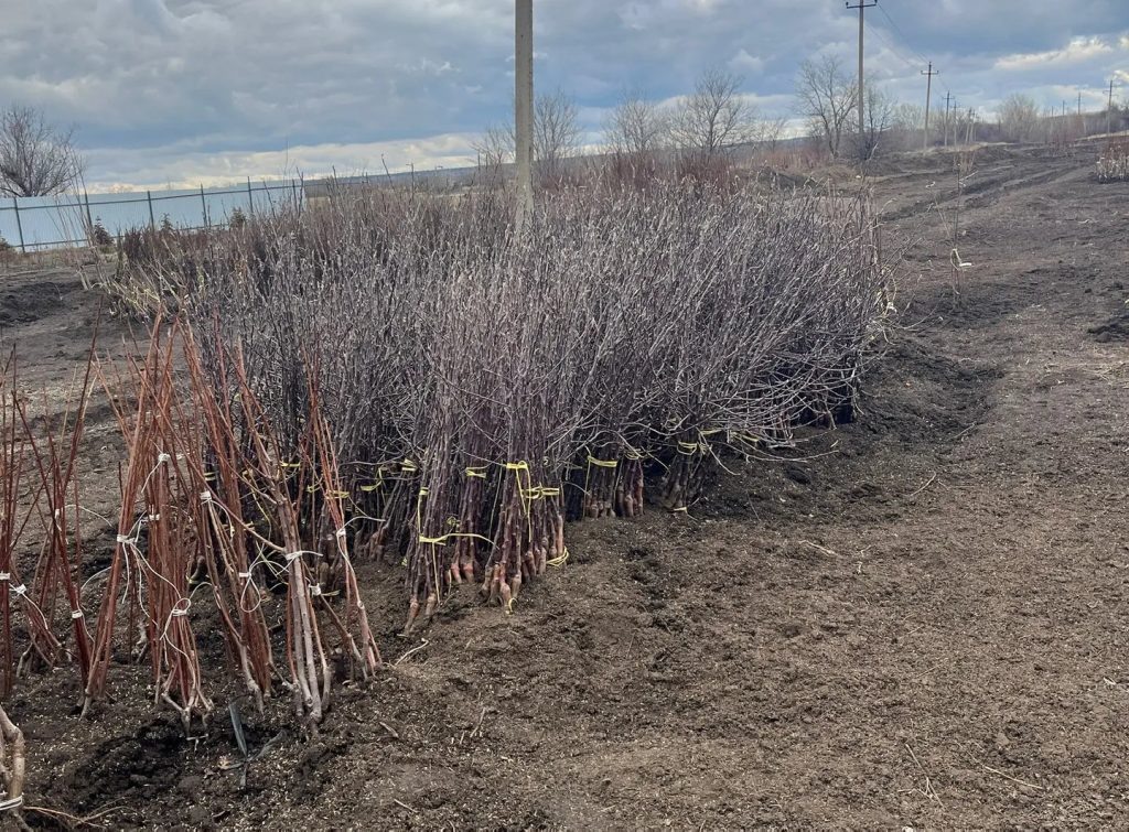    Фото предоставлено филиалом РСЦ по РО Редактор