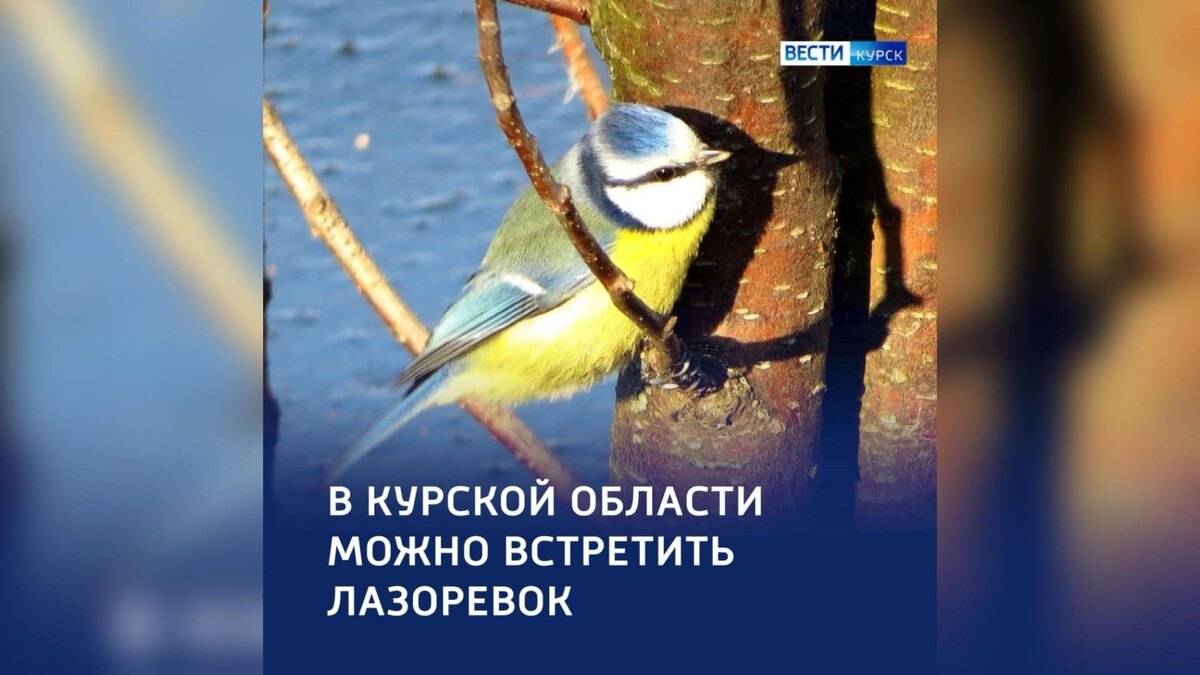    Маленькие и смелые: лазоревка — в Курске