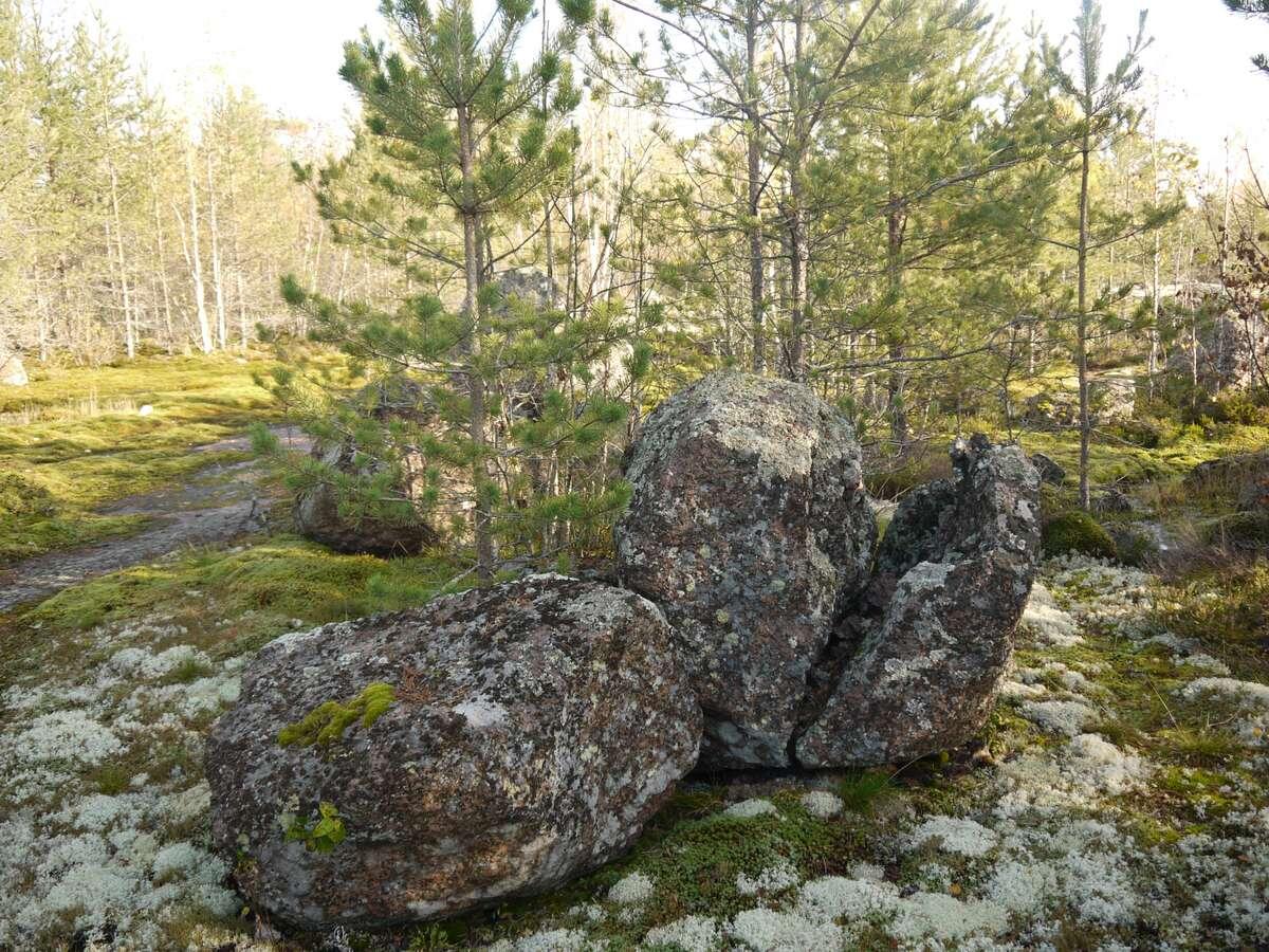 (болото мы сфоткать забыли)