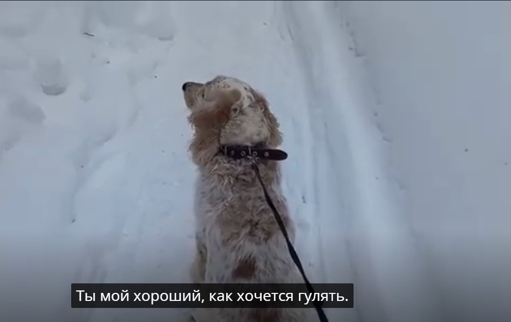 Любимчик Зевс на прогулке из личного архива