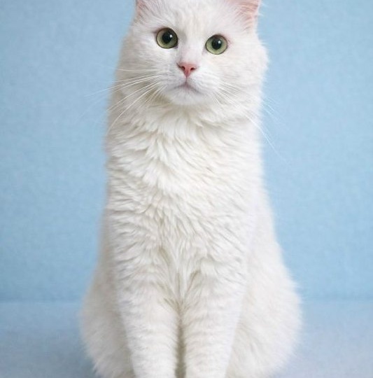 Блондин Рафаэль – неповторим и опасен