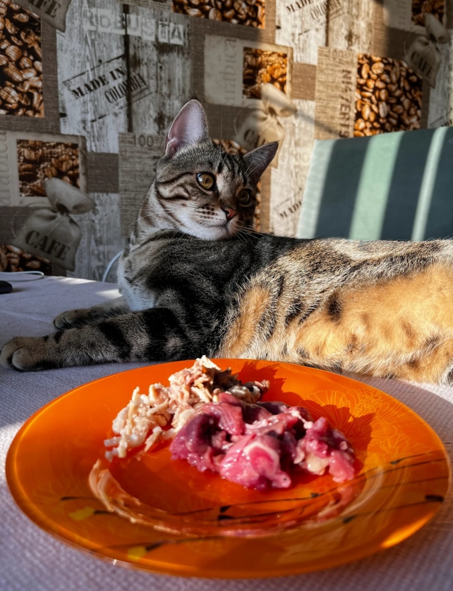 Маленький пустынный хищник. Просто теперь на кухне.