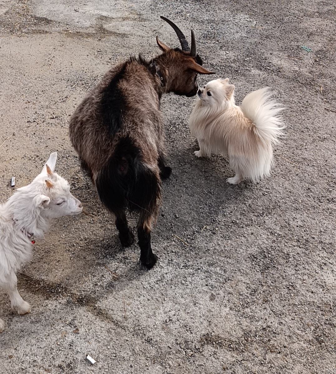 Новый член нашей семьи Джульетта или просто Жуля. 