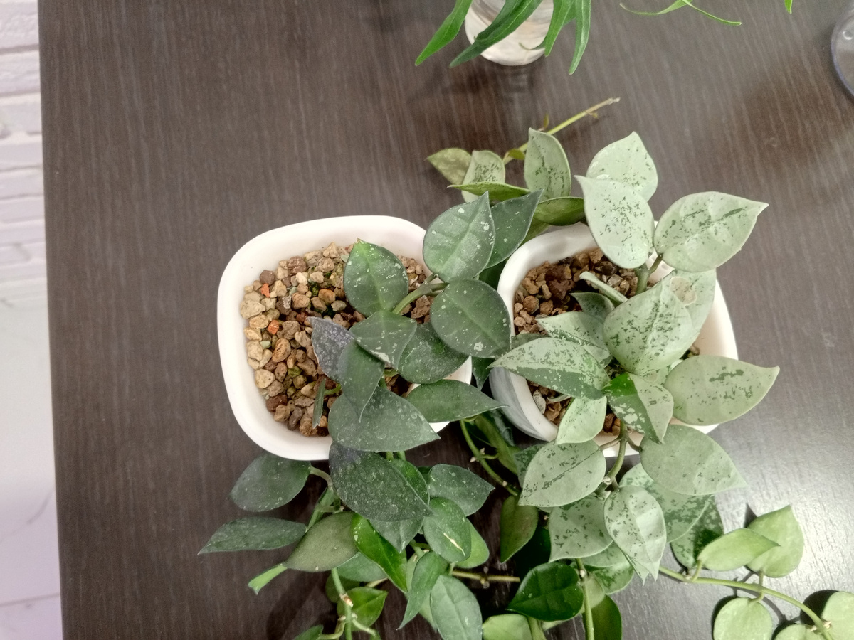 Я их разделила.