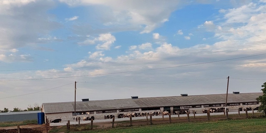 В Волгоградской области объявлен убой скота из-за бруцеллёза