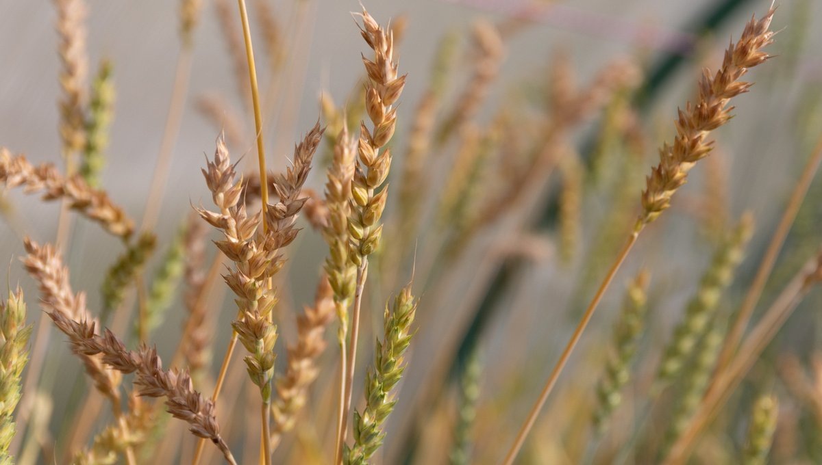    Пшеница на засоленных почвах плохо прорастает и может перестать плодоносить