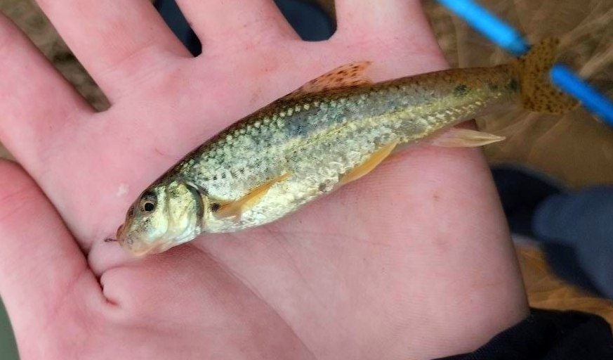 Обыкновенный пескарь.