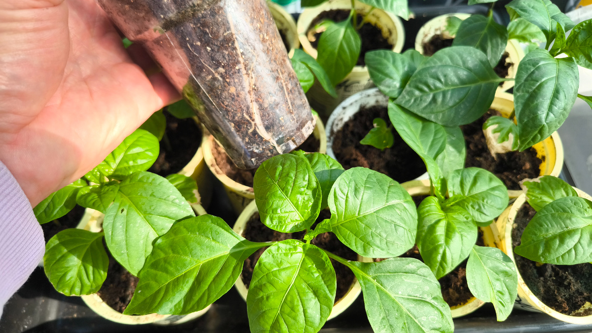 Мощные корни - залог кроепкой рассады с толстым стеблем!