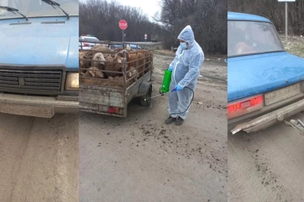    Двадцать овец без документов остановили на трассе в Воронежской области