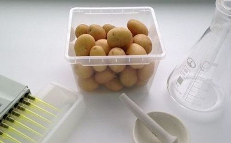 Сухая гниль чаще всего выявлялась в приморском семенном картофеле на хранении