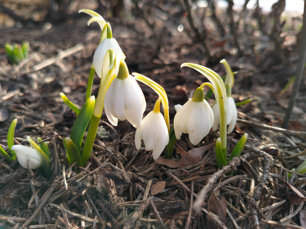 Галантусы 'Флоре Плено' (Galánthus nivális Flore Pleno) в нашем саду в марте 2026. Фото автора @Маша Генералова