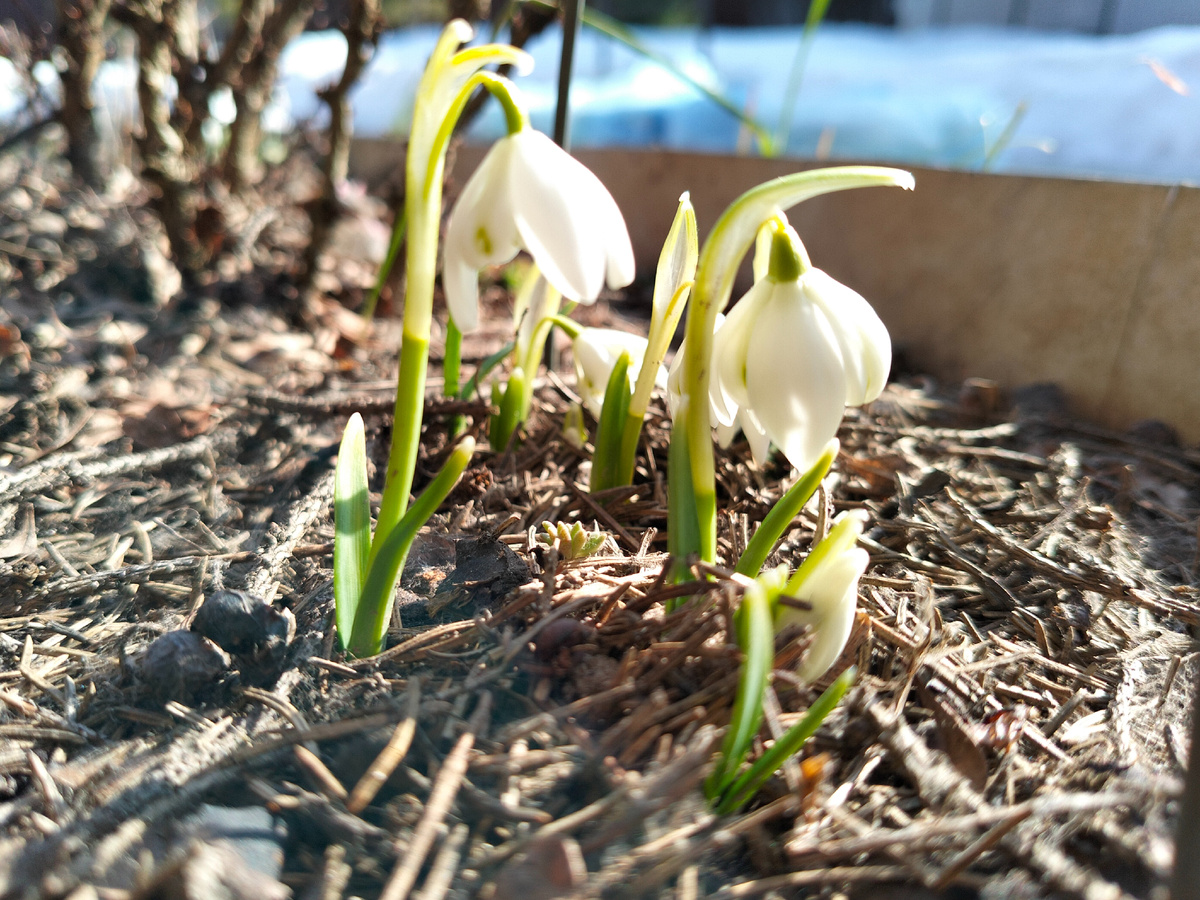 Галантусы 'Флоре Плено' (Galánthus nivális Flore Pleno) в нашем саду в марте 2026. Фото автора @Маша Генералова