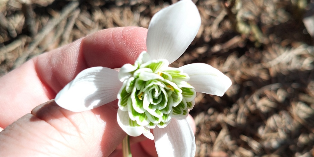 Первые галантусы и эрантисы в нашем саду 2026