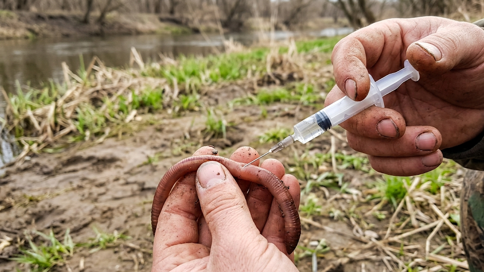 Секрет "парящего червя": зачем старые рыбаки вкалывают в наживку воздух обычным медицинским шприцом