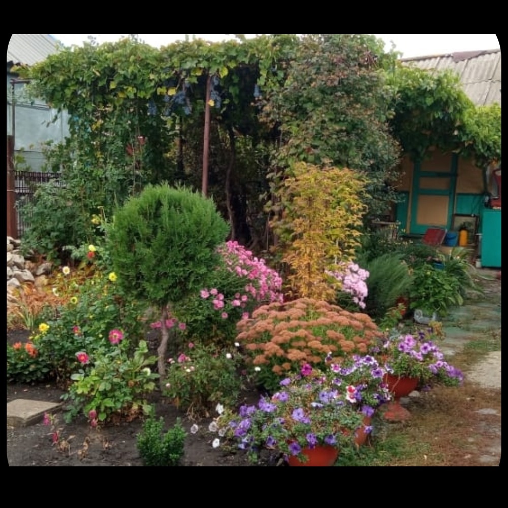 Часть клумбы моей мамы. Осень. 