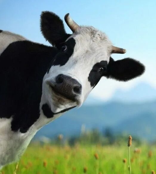 источник Яндекс-картинки